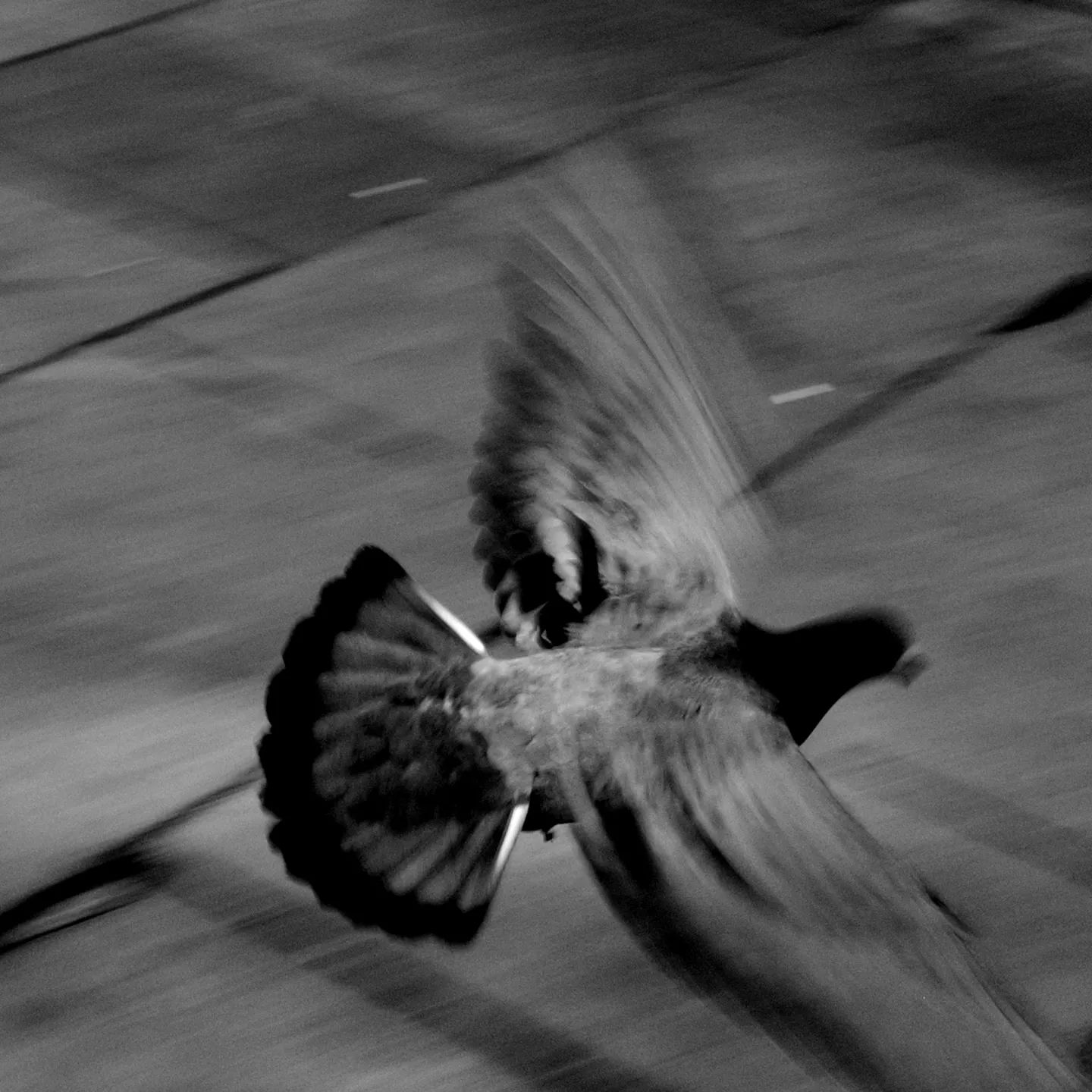 Pigeon in flight